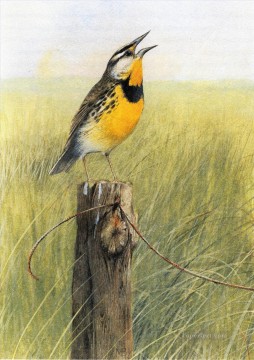 花 鳥 Painting - 草原の鳥